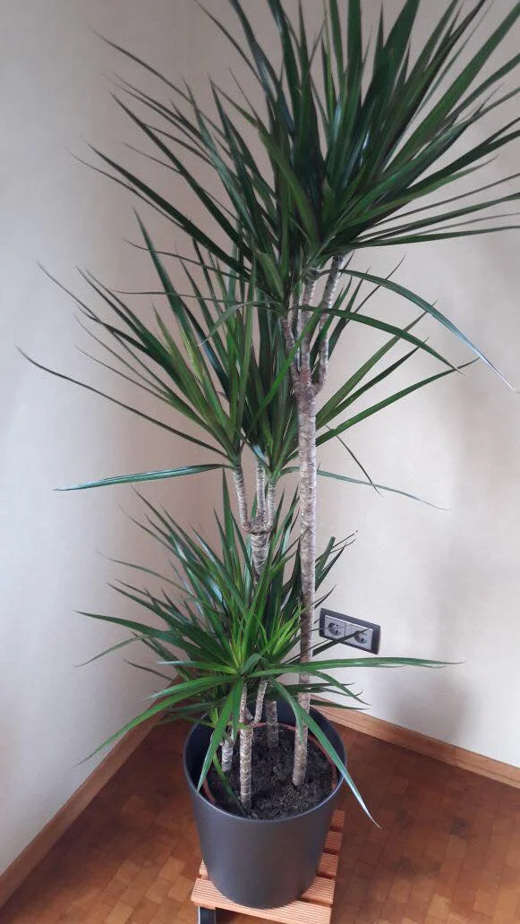 Hand aufs grüne Herz: der Drachenbaum gehörte eigentlich zu meiner NoGo-Liste, so wie die Yucca, oder der Benjaminus Ficus. Alles Pflanzen, die in den 90er Jahren überall waren. Dabei ist diese hochstämmige Variante ebenfalls sehr pflegeleicht. Das Wasser wird nämlich im Stamm gespeichert und eignet sich bestens für "Pflanzenanfänger".