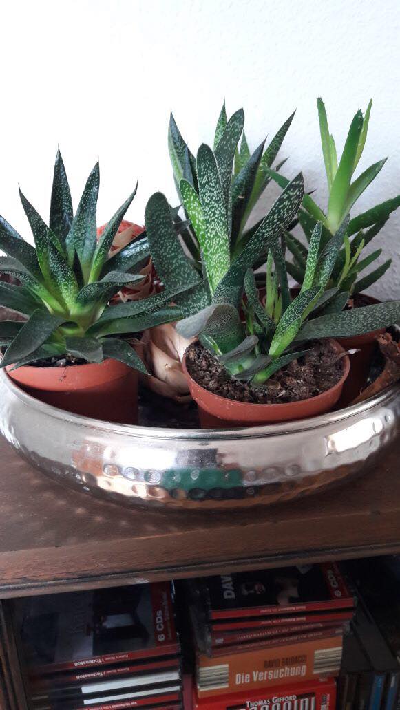 Sukkulente n sind, wie Kakteen, die Ausdauerläufer unter den Pflanzen. In diesem Fall sind es alles verschiedene Aloe Vera Varianten. Wer tendenziell zu wenig giesst, braucht sich über Staunässe ja eh keine Gedanke machen. Nach spätestens vier Wochen sollte dann aber doch mal die Gießkanne vorbeigekommen sein.