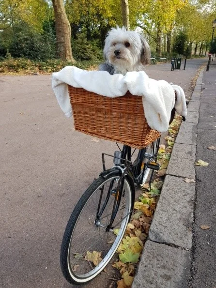 dog.jpg