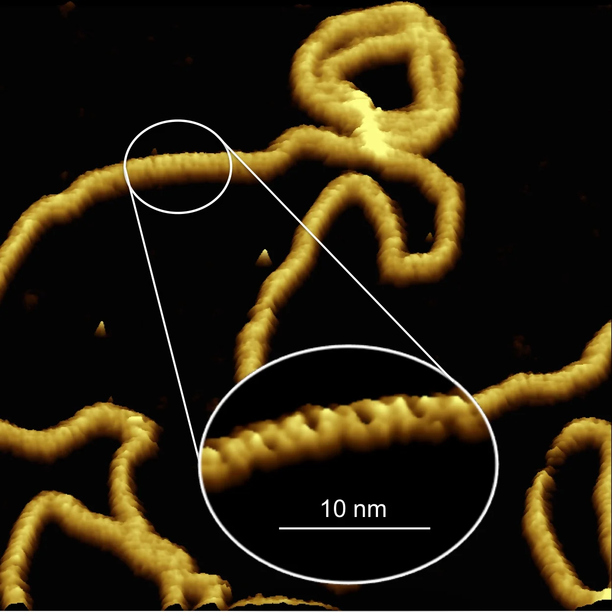 Single molecule visualisation of variations in the double helical structure of DNA