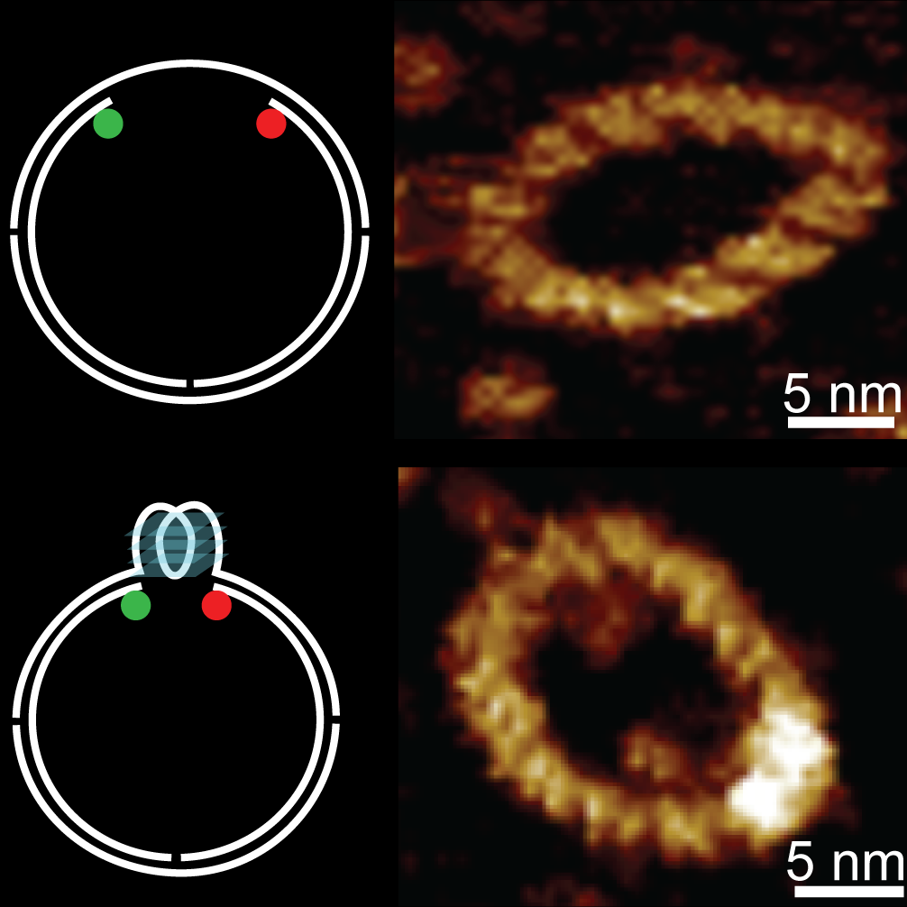 single molecule biophysics of dna interactions