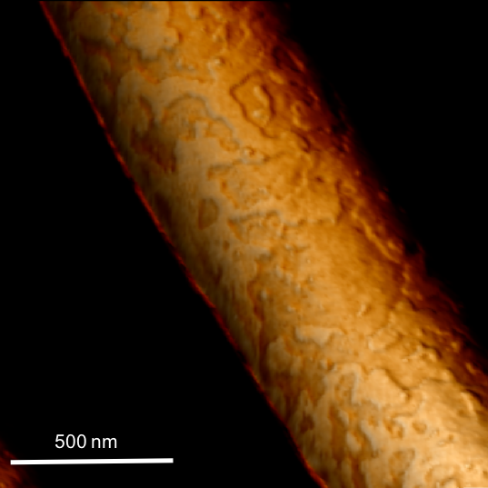 An E. coli bacterium with an outer membrane partially removed by the de-novo designed antimicrobial peptide Tilamin