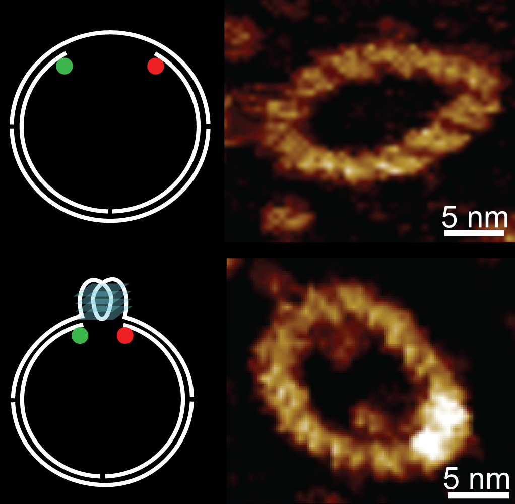 Real time determination of quadruplex formation in constrained DNA at double helical resolution 