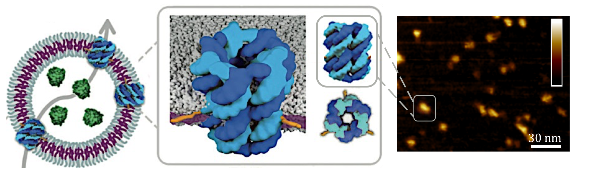 AFM determines the dimensions of DNA nanopores (blue) embedded within a nanocontainer drug delivery system