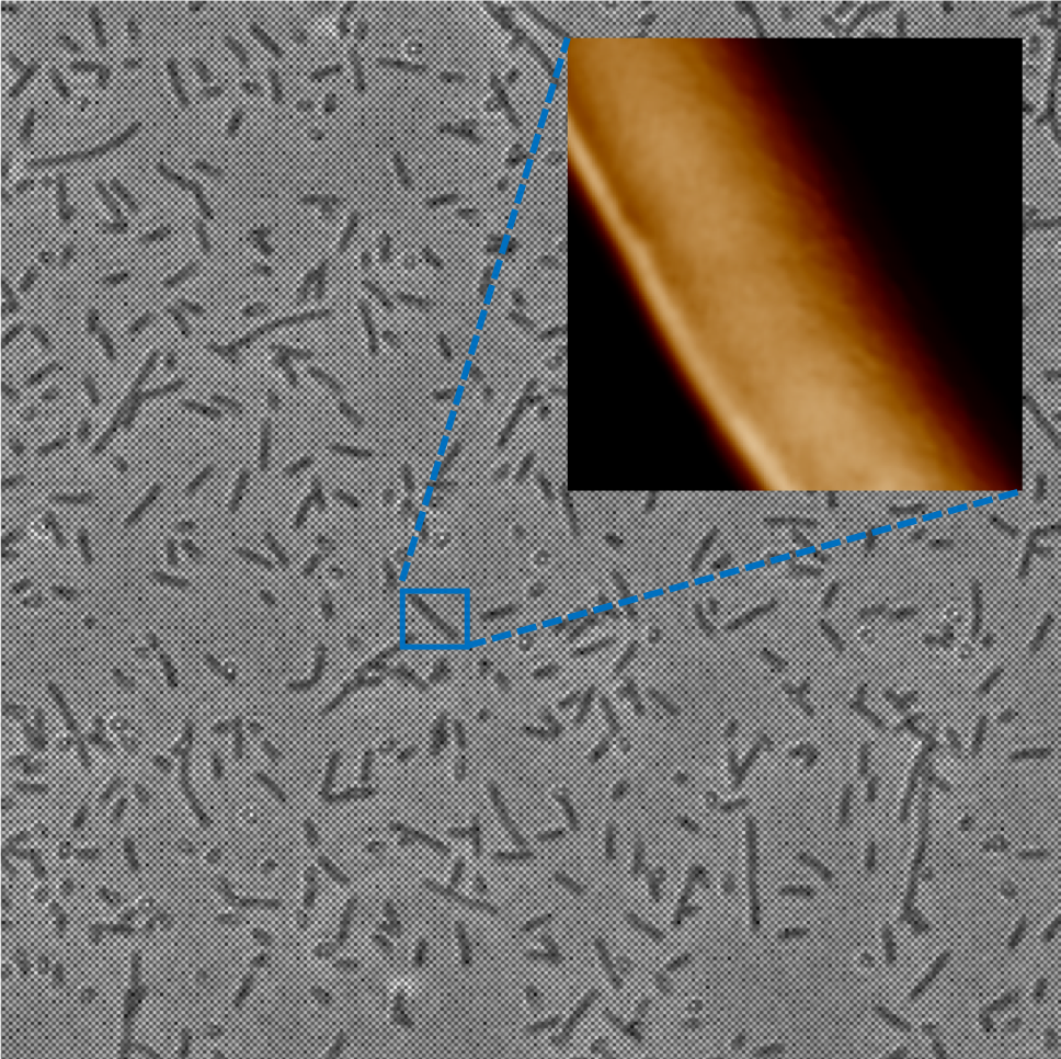 A brightfield image of live E. coli bacteria immobilised on a glass slide. Inset: AFM image showing the surface of one of the immobilised bacteria