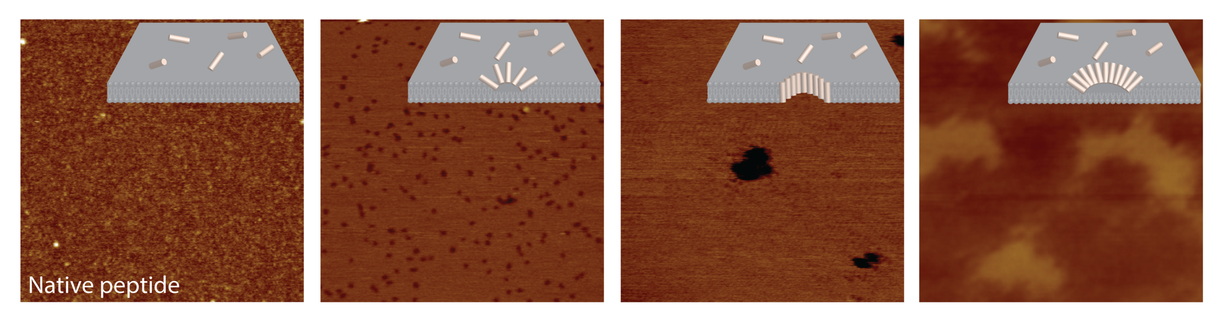 Atomic Force Microscopy data taken by Alice shows changes in the mechanisms of action of a host defence peptide from surface disruption by the native peptide (right) to the creation of large holes (center left and right) and exfoliation of the bacterial membrane (left).
