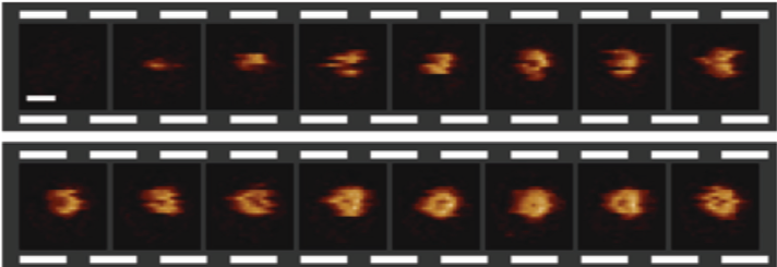 The assembly of a MAC, imaged in real time - Parsons et al, 2019 .