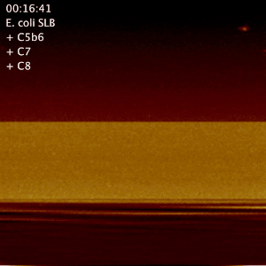 MAC.gif