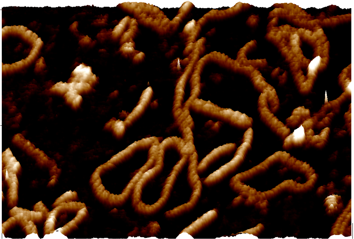 single molecule biophysics of dna interactions