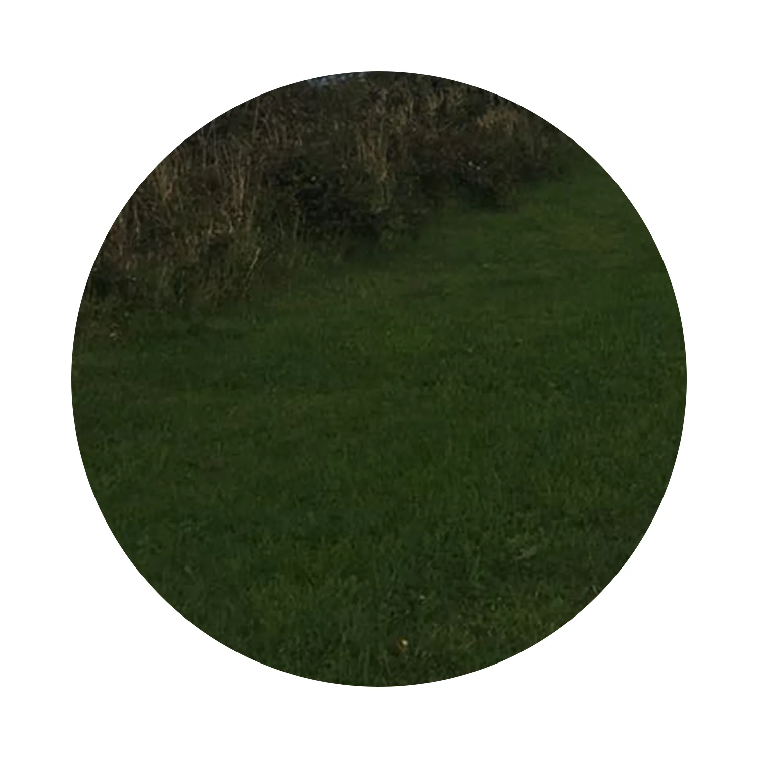AW-interior-design-grass.jpg
