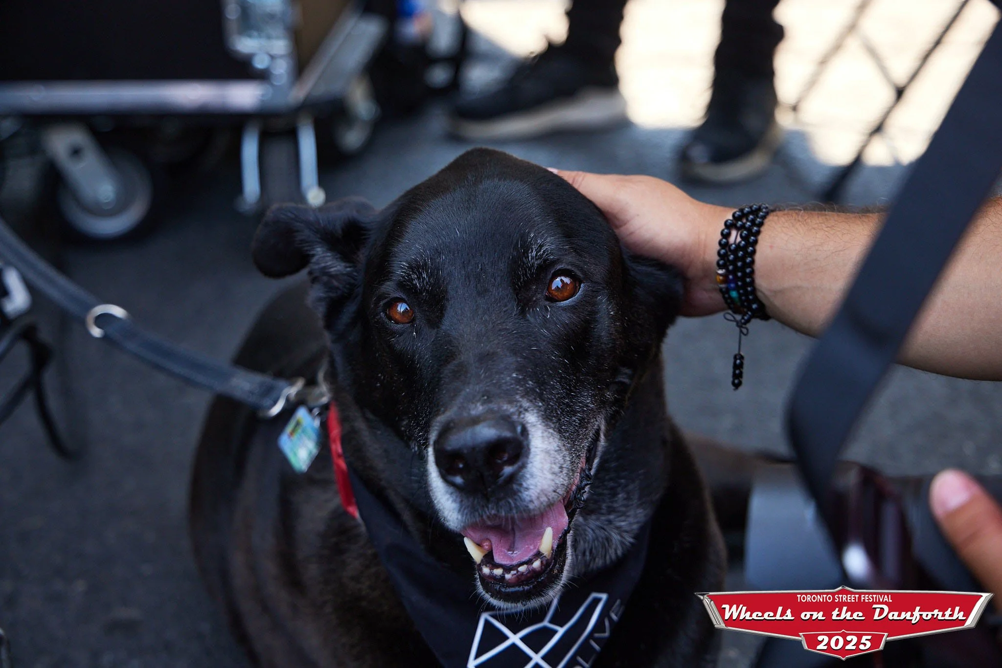 20250816_WheelsOnTheDanforth_MT_Watermarked - 225.jpg