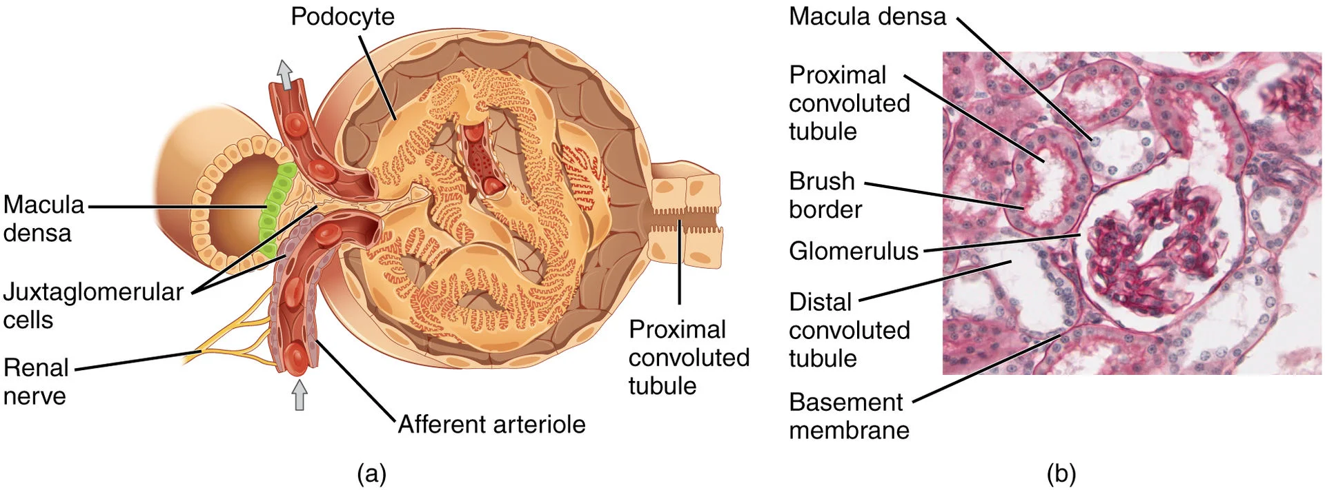 Juxtaglomerular_Apparatus_and_Glomerulus.jpg