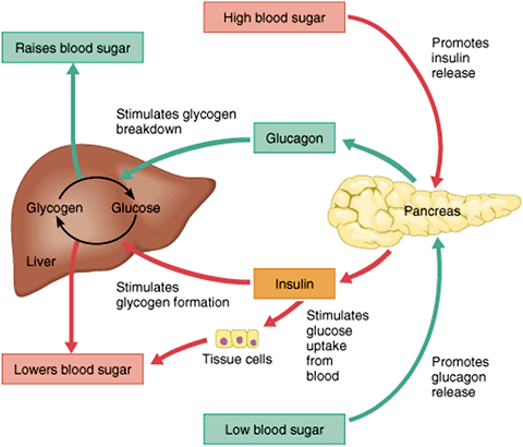 Academic Half Day: Diabetes 2023