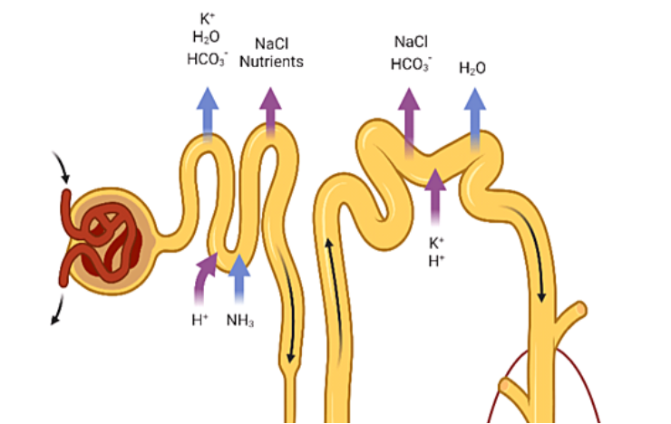 Academic Half Day: Hyponatremia