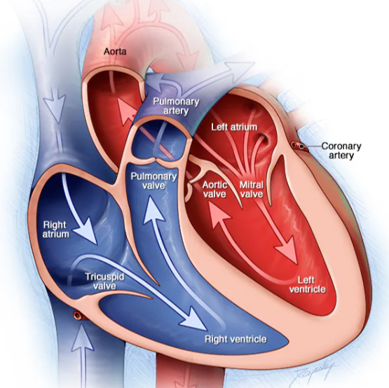 Academic Half Day: Valvular Heart Disease