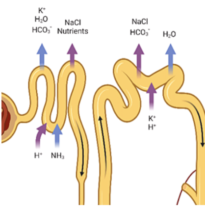 Academic Half Day: Hyponatremia