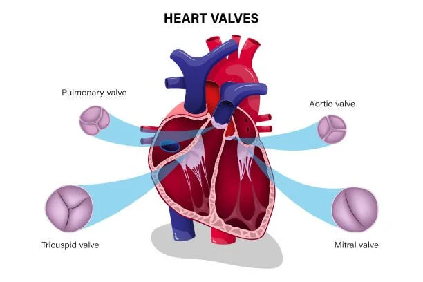 Academic Half Day: Valvular Disease