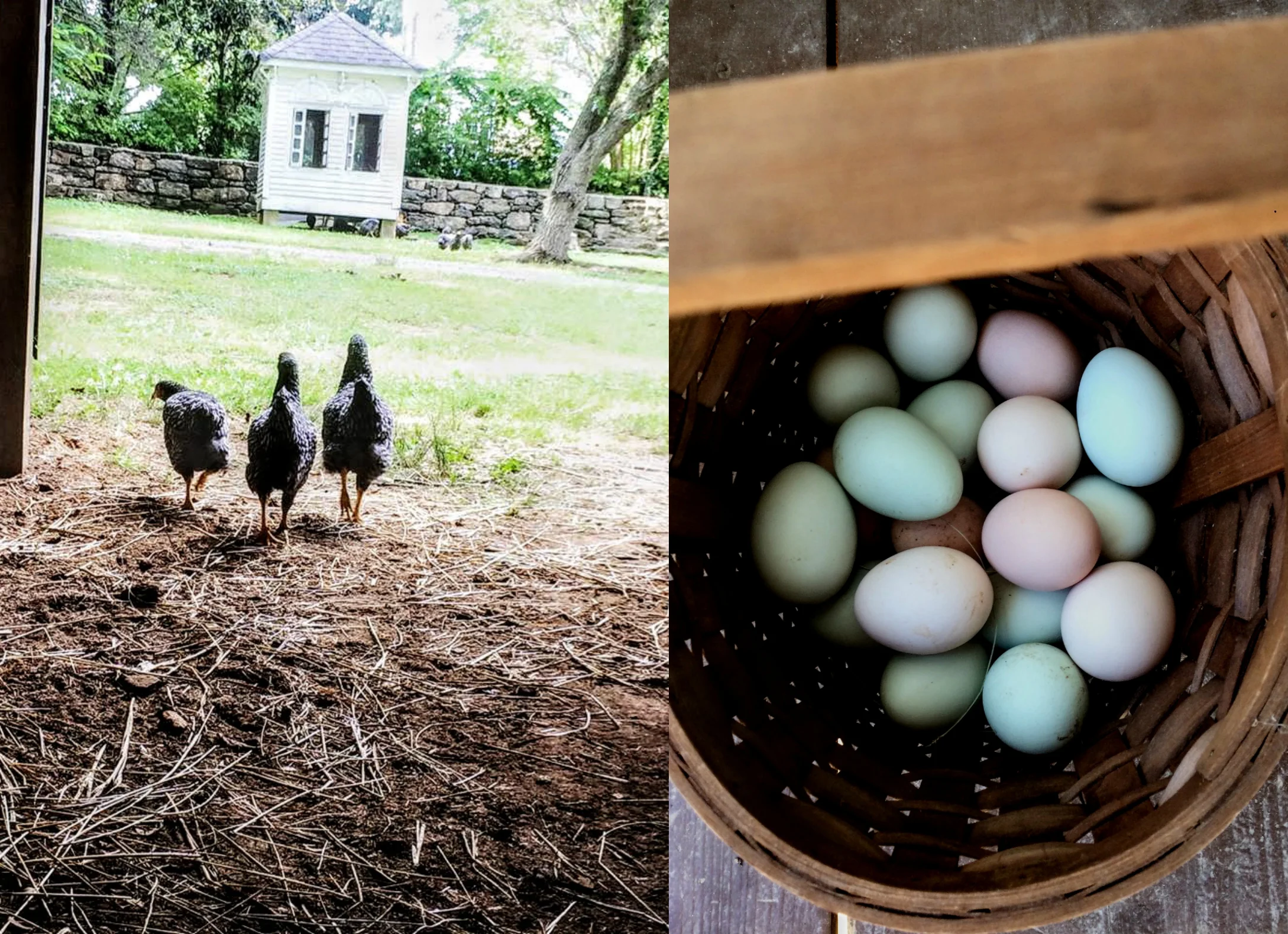 eGGS.jpg