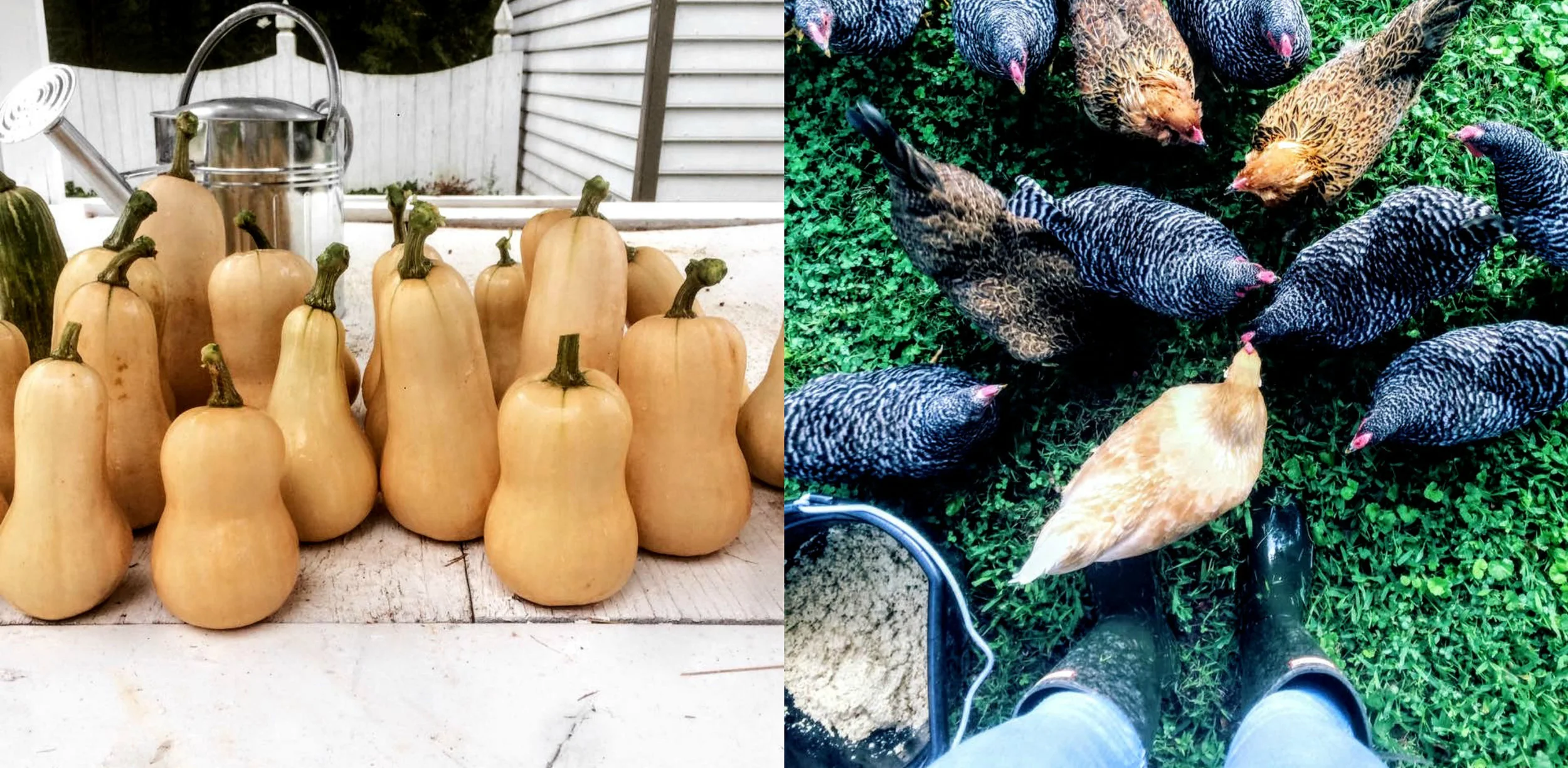 Squash.jpg