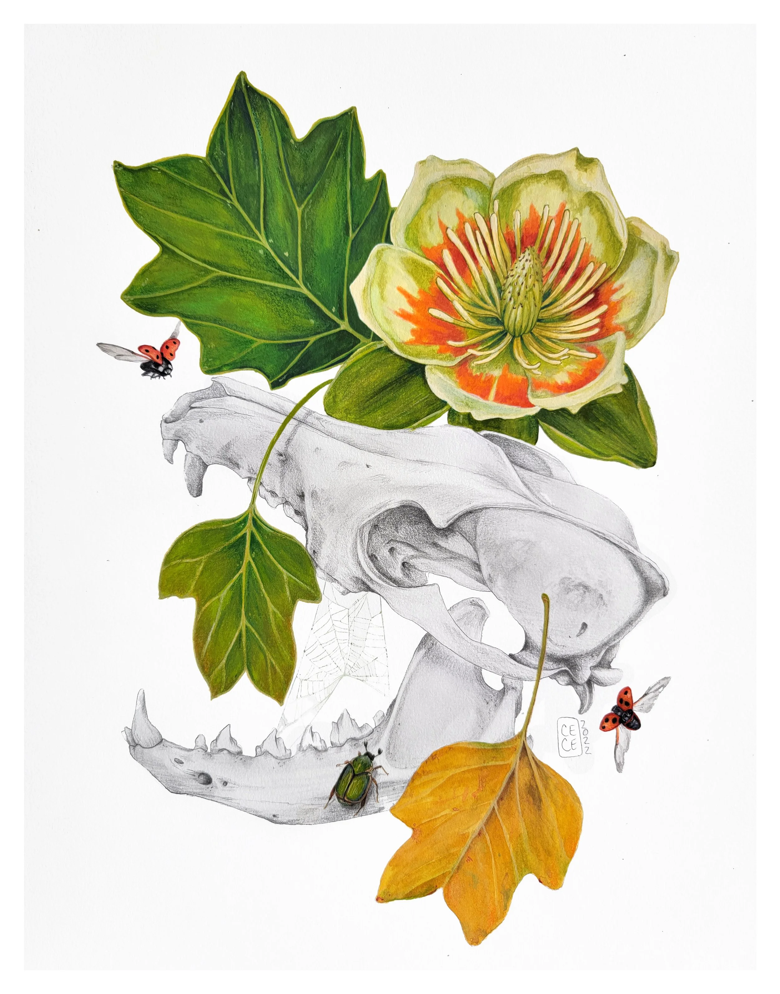 Shared Spaces // Cascade