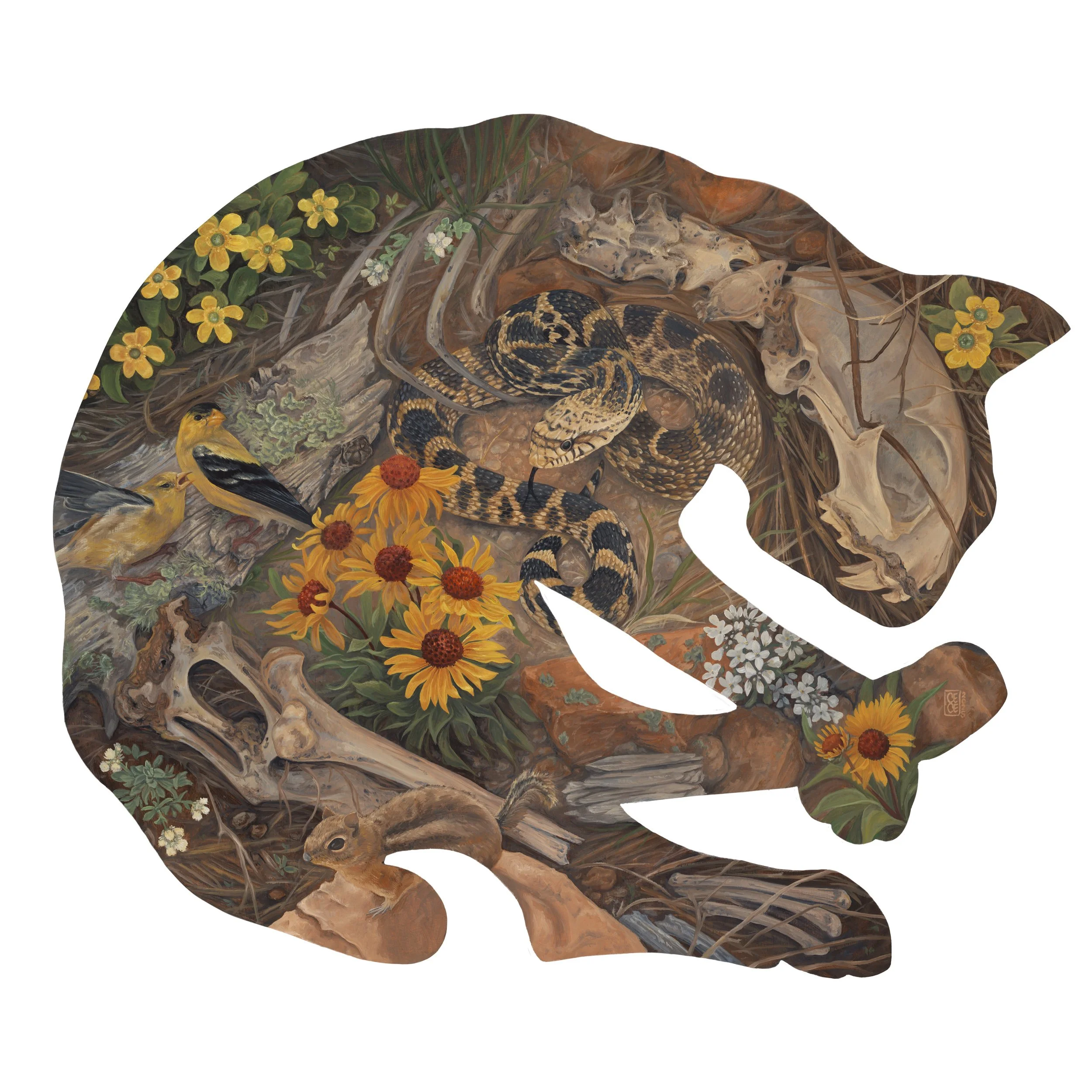 Echoes//Bobcat