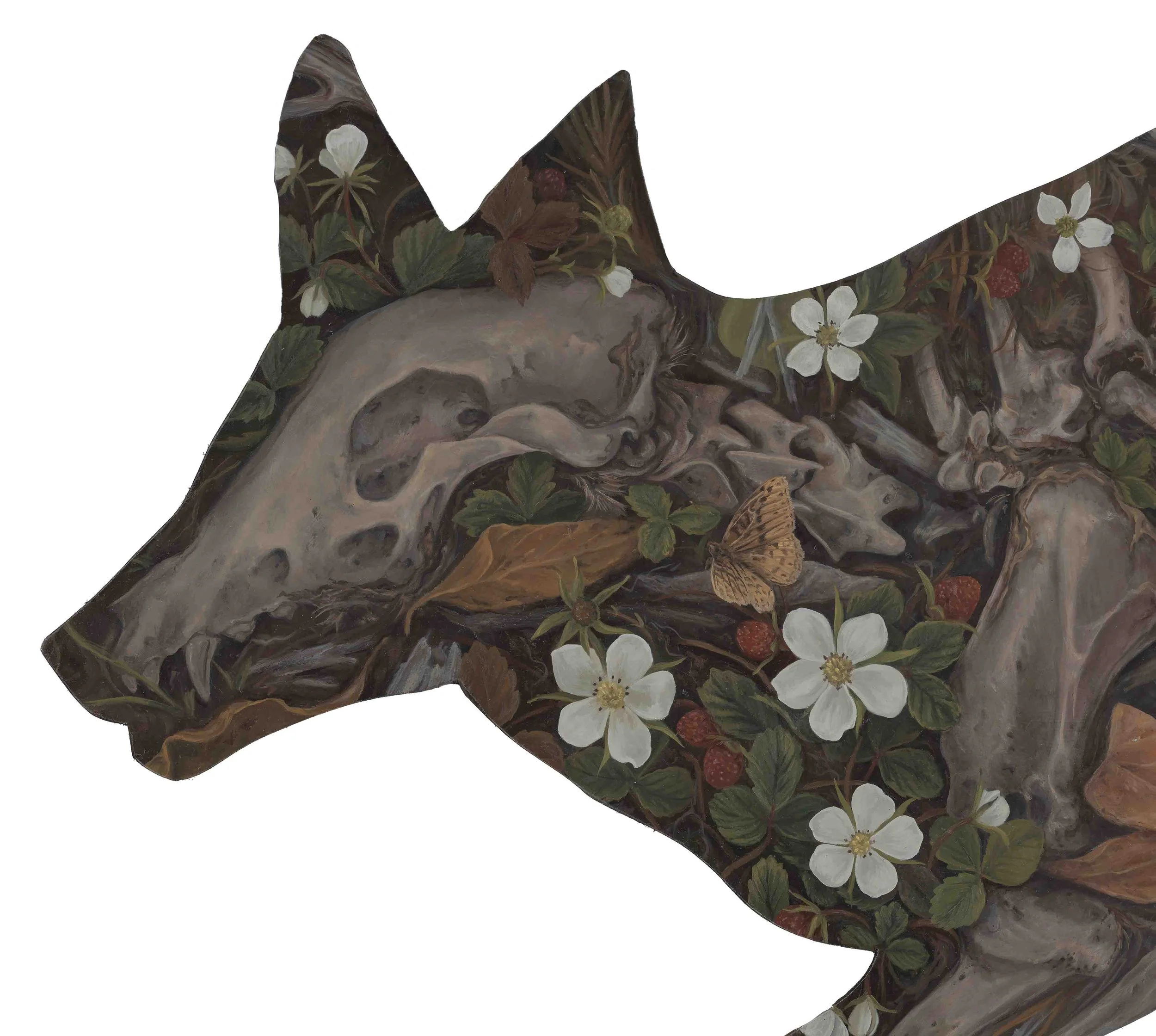 StrawberryFeilds.Coyotecloseup1.jpg