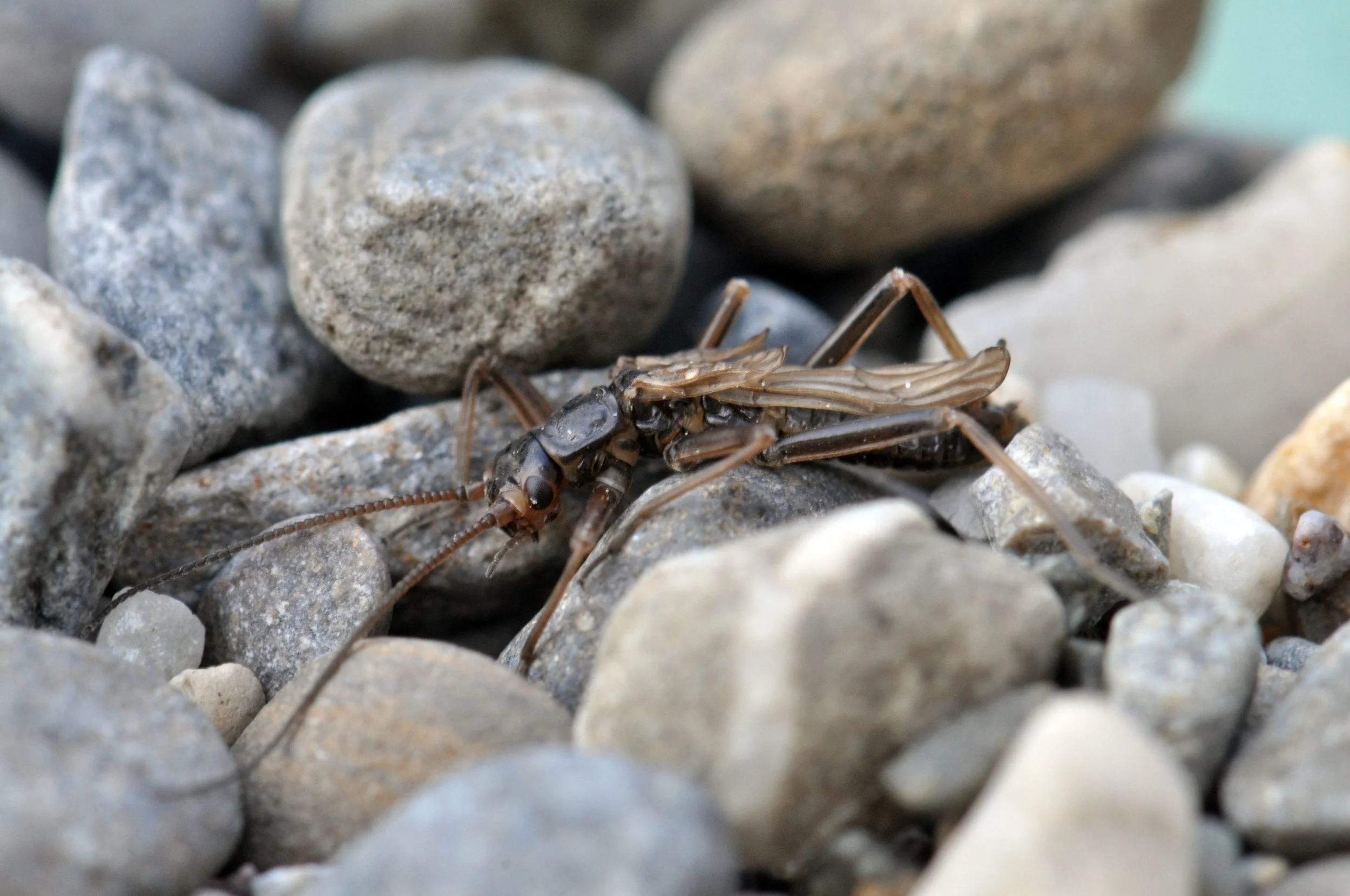   Brachyptera trifasciata  (Verena Lubini) 