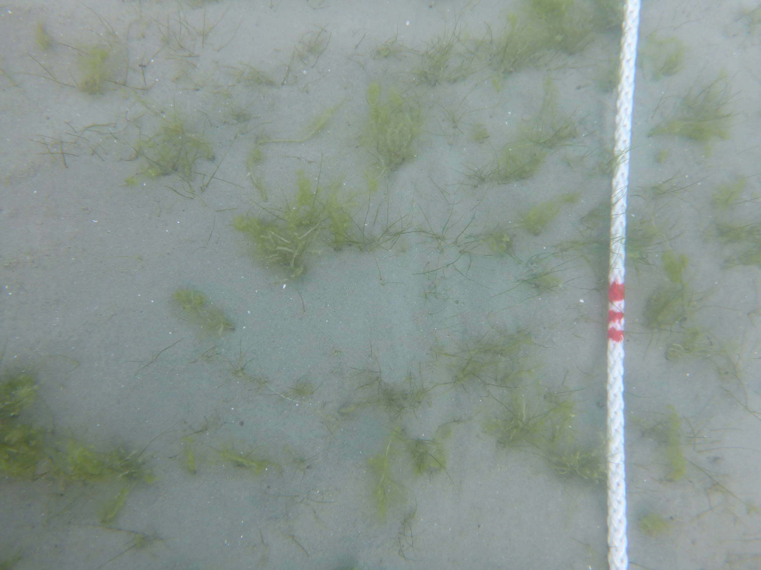  Seeboden 30 m vor dem Grundstück: Sandiges Substrat mit Beständen des Sumpf-Teichfadens 