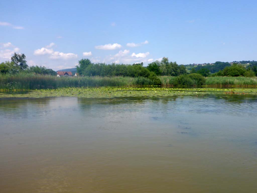  In der Gewässermitte dominiert das Hornblatt, gegen die Ufer hin wachsen dichte Schwimmblattvegetationen. 