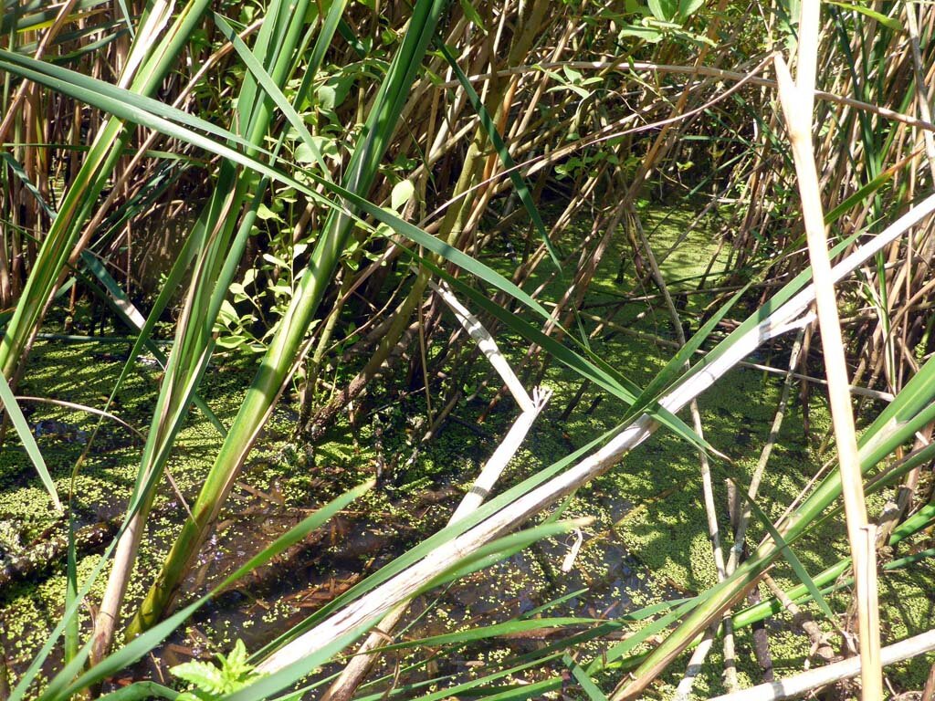  Wasserlinsengesellschaft in einem der Hauptweiher des Gebiets Birriweiher. Der wenig tiefe Bereich innerhalb des Röhrichts ist ein wertvoller Lebensraum für Mollusken, Eintagsfliegen und Wasserkäfer. 