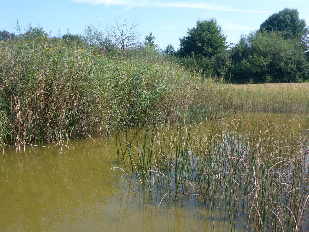  Altschilfbestand im Hauptweiher des Gebiets Sibeneichen. Das Wasser war wegen den Karpfenpopulationen stark getrübt. 