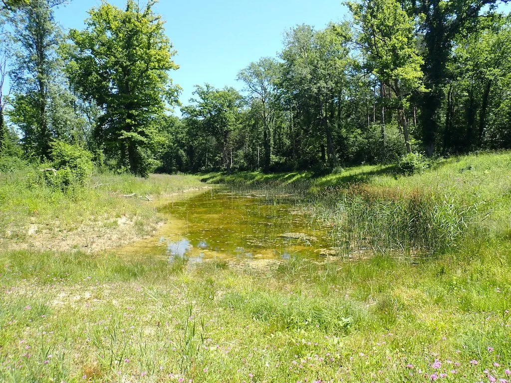  Weiher 23, Blick in Richtung Osten 