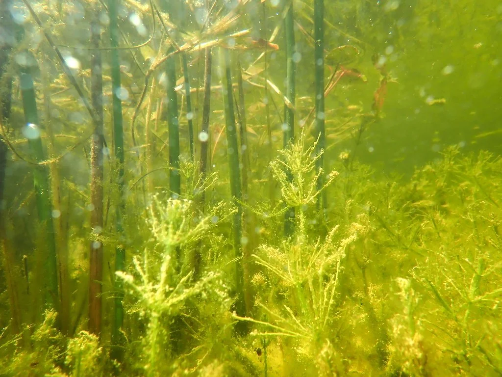  Obwohl erst vor 2.5 Jahren erbaut, war die Vegetation bereits ausgeprägt und divers. Im Vordergrund sind Armleuchteralgen zu sehen, im Hintergrund Seebinsen und Laichkraut. 