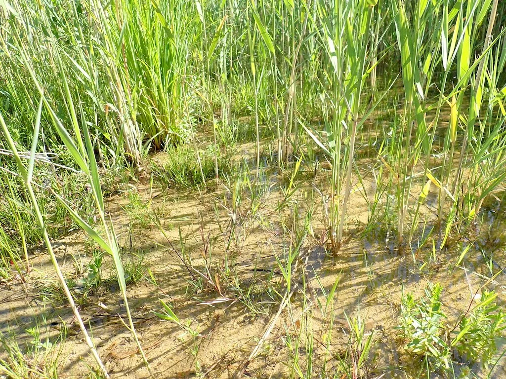  Im losen, vegetationsreichen Röhrlicht wurde der als «verletzlich» geltende Wasserkäfer  Laccophilus poecilus  gefunden. 