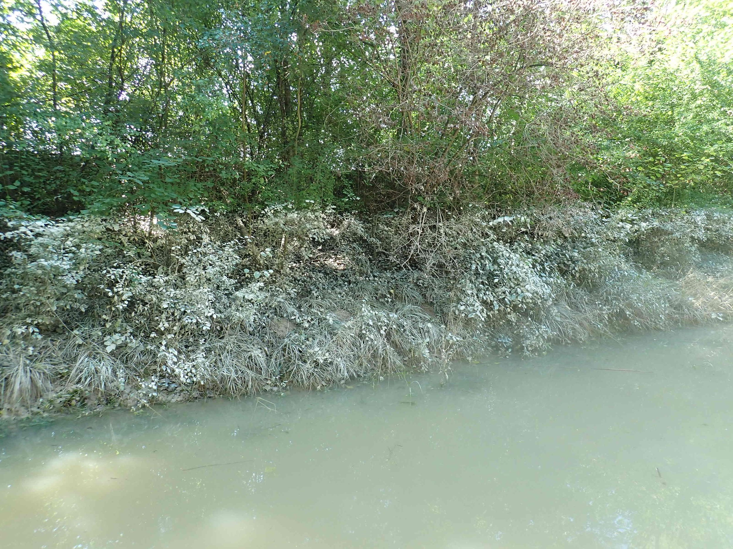  Spuren des Thur-Hochwassers Ende August 2020. Als Folge davon war das Wasser trüb und die Vegetation um den Weiher mit einer trockenen Schlammschicht überzogen 