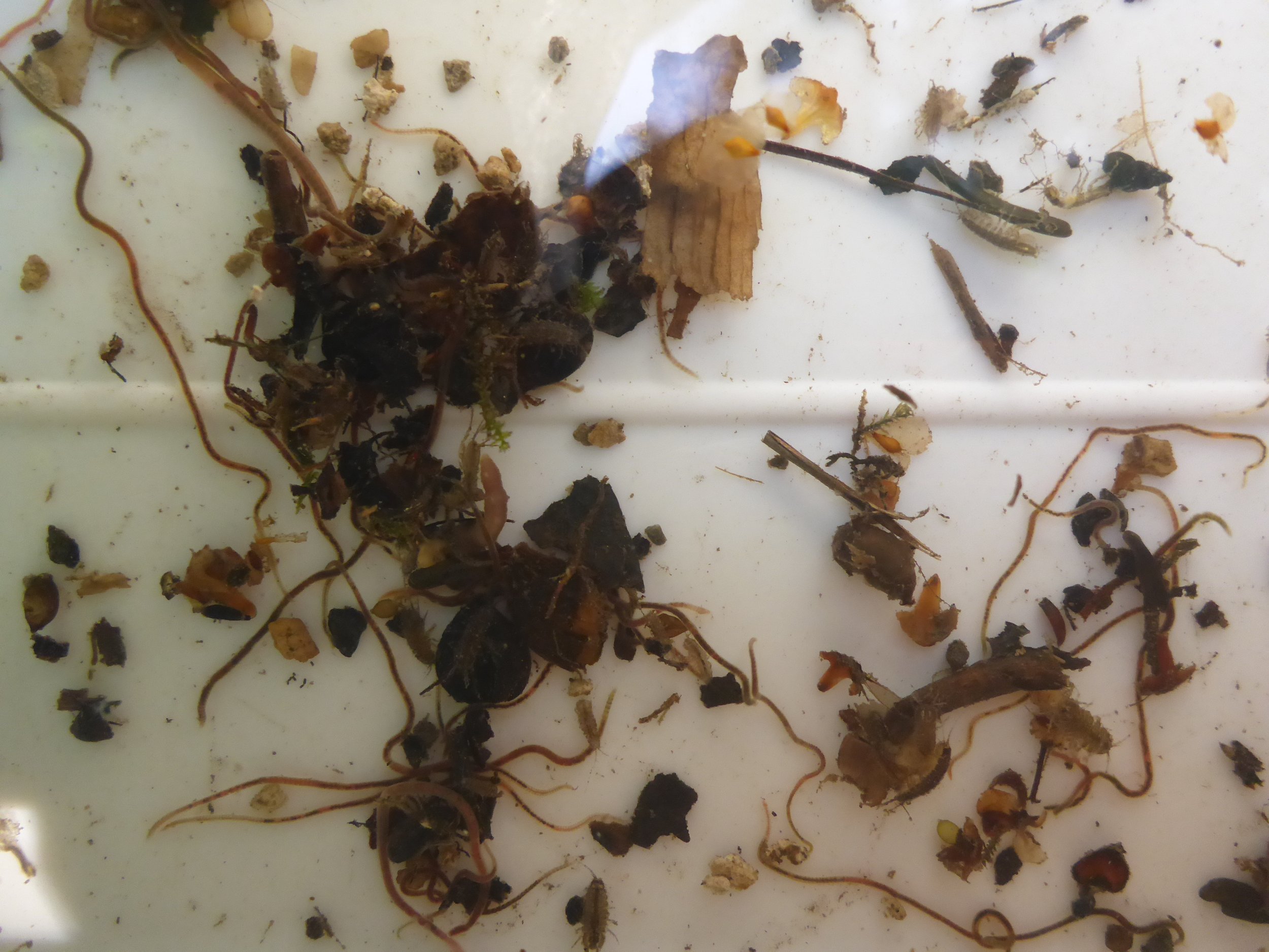  Gewässeruntersuchung zur Beurteilung von Einleitstellen: Schlammwürmer ( Tubifex ssp .) und Asseln ( Asellus aquaticus ) in einer stark belasteten Einleitstelle. 