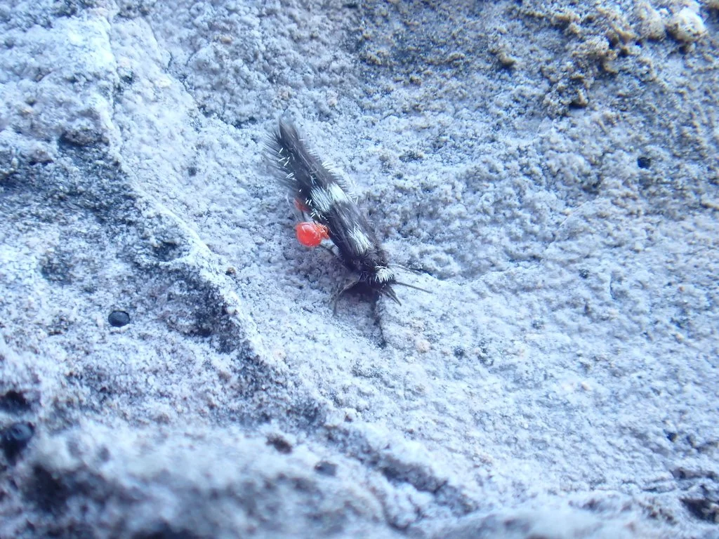  Adulte Mikroköcherfliege  Stactobia eatoniella . Die Art galt in der Schweiz als verschollen. Tatsächlich wurde sie vermutlich einfach lange übersehen, denn die Tiere sind winzig und sind tagaktiv. Sie fliegen daher nicht in Lichtfallen und müssen g