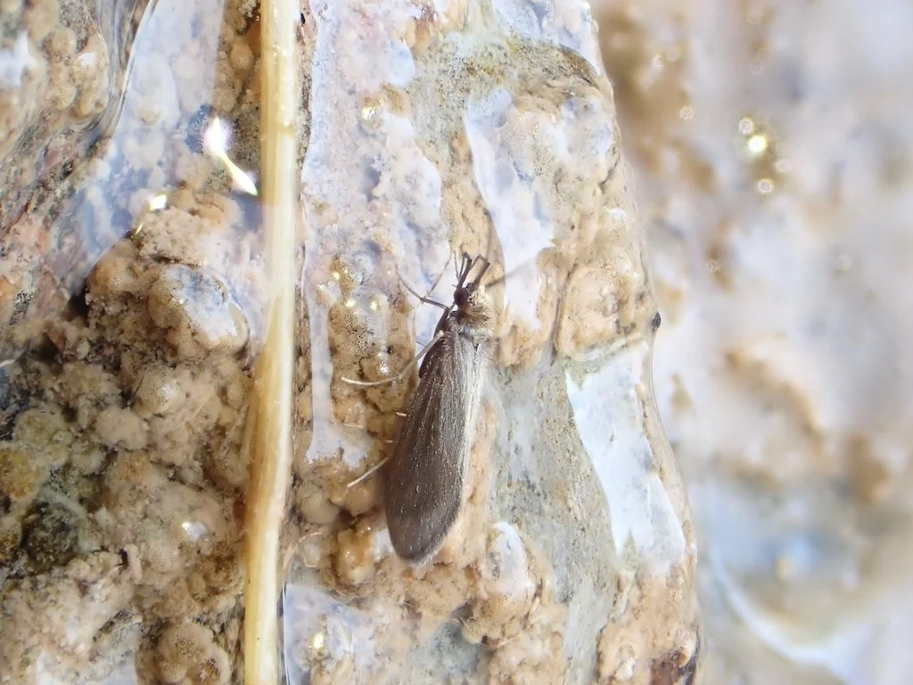  Adulte Köcherfliege  Tinodes Zelleri.  Auch diese Art bewohnt ausschliesslich überrieselte Felsen. 