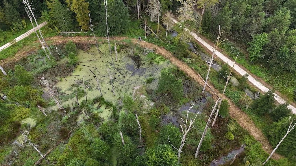  durch Wiedervernässung entstandener Weiher im Langholz, Rothrist 