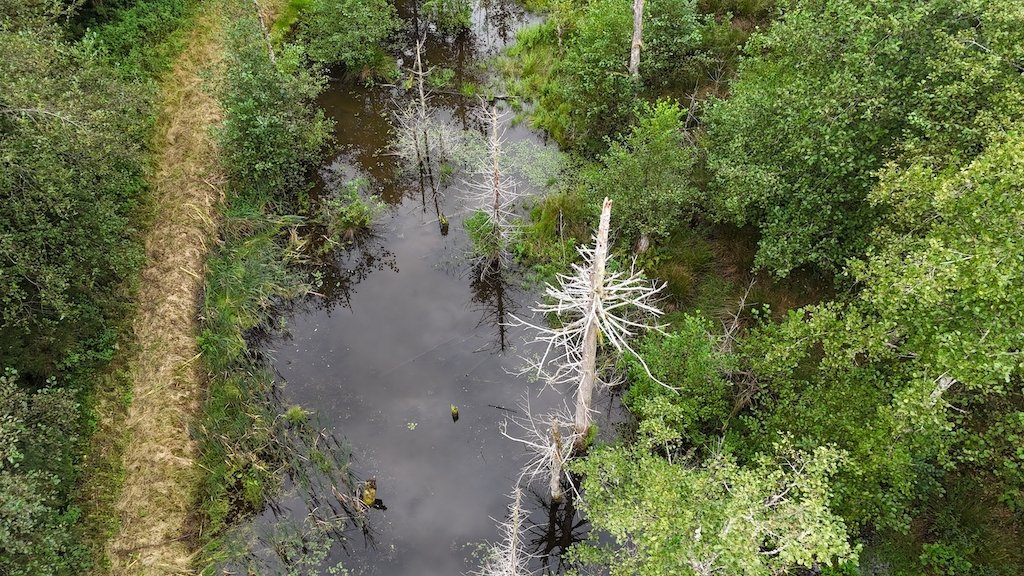  durch Wiedervernässung entstandener Weiher im Langholz, Rothrist 