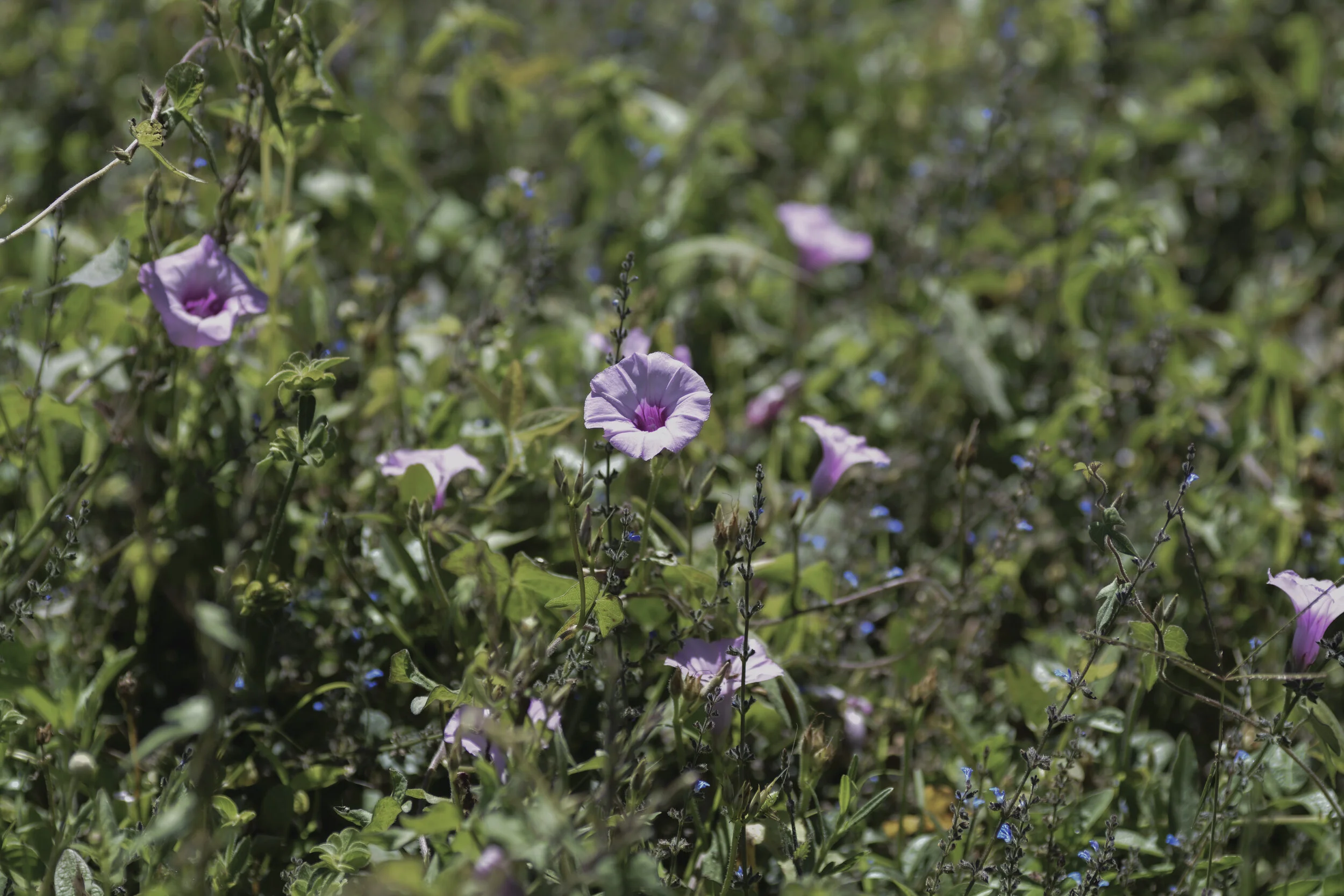 La Aurora meadow2.jpg
