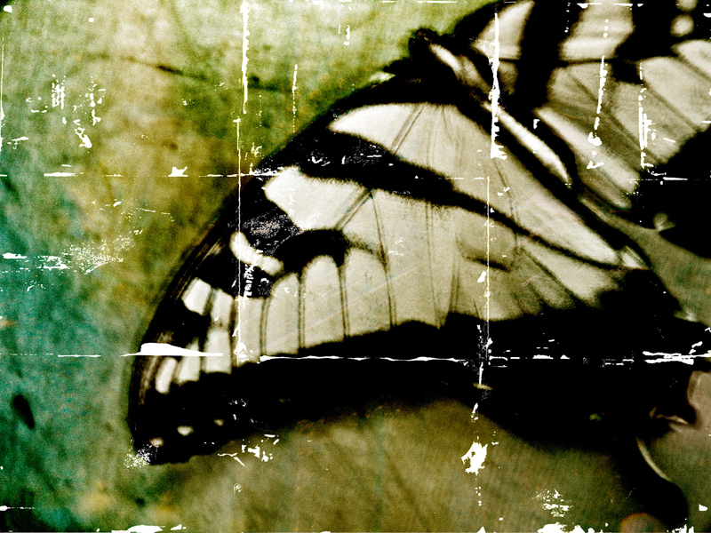 Fragmented 3 (Monarch Butterfly)