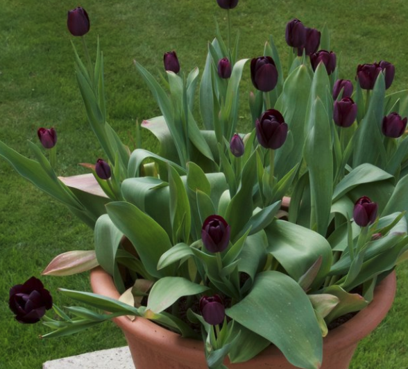 What to look for in your garden in April
