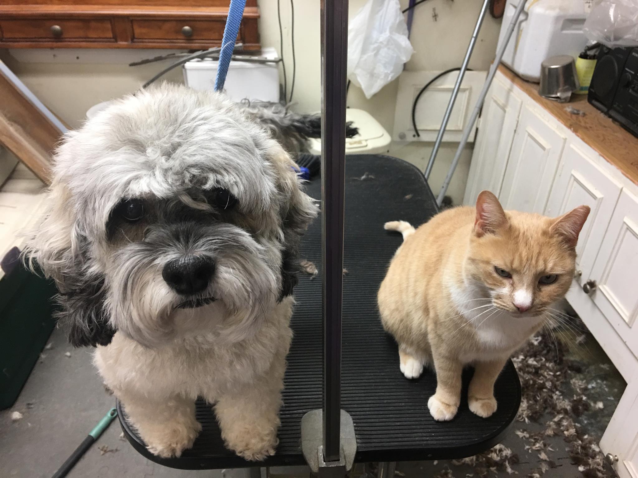  Cortez the cat "assists" in the grooming area 