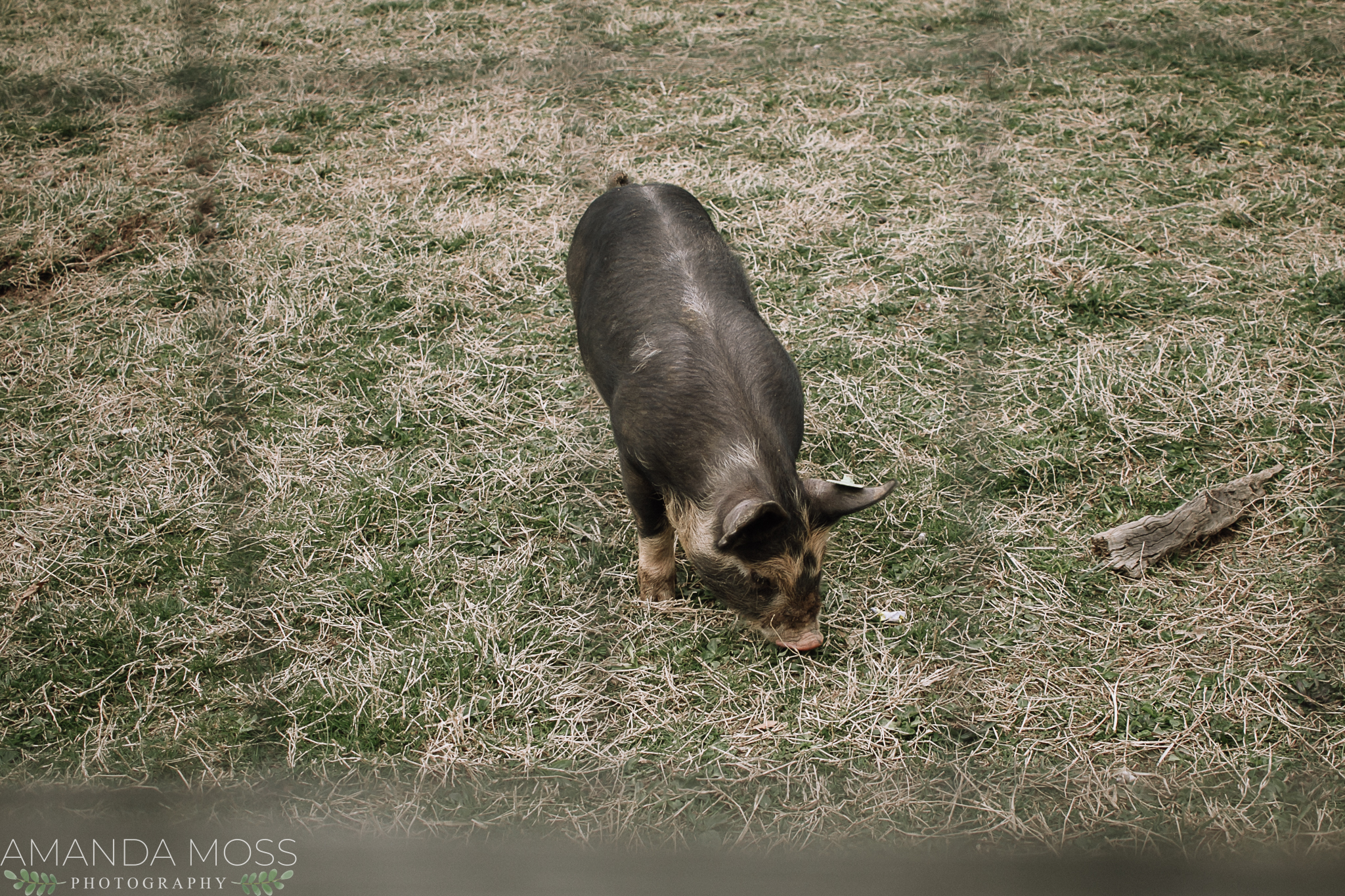 biltmore farmyard