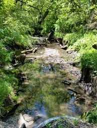 CardinalCreek.jpeg