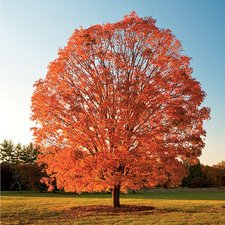 Maple-Trees-Pictures-2.jpeg