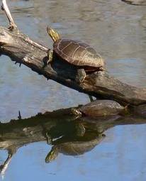 Chrysemys_picta_desoto(PaintedTurtles).jpeg