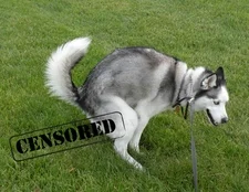 Censored.jpeg