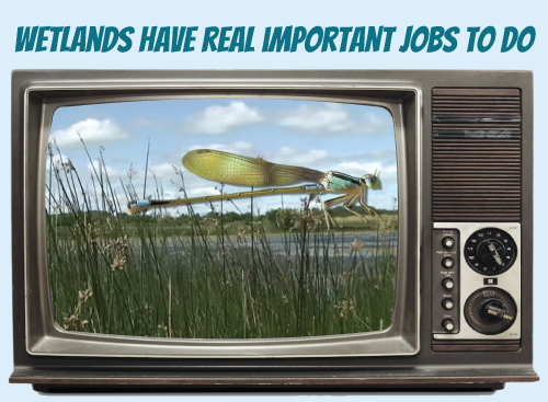 Website-tv-wetlandsimportantjobs.jpg